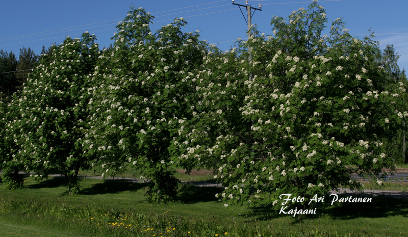 Pihlajat Kotipihlaja Sorbus Aucuparia Valkoiset Kukat Ja Syksyll Pihlajat Kotipihlaja Sorbus Aucuparia Valkoiset Kukat Ja Syksyll