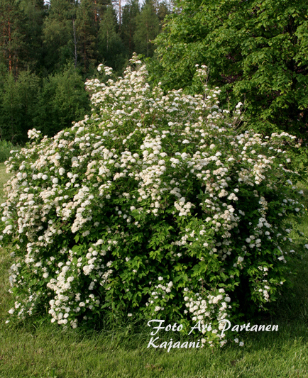 Id nvirpiangervo Spiraea Chamaedryfolia AVKIU
