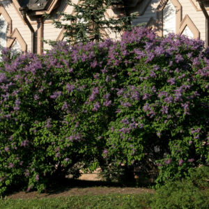 Syreenit Pihasyreeni. Syringa Vulgaris