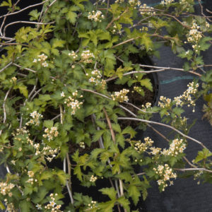 Seppelvarpu. Stephanandra incisa 'Crispa'